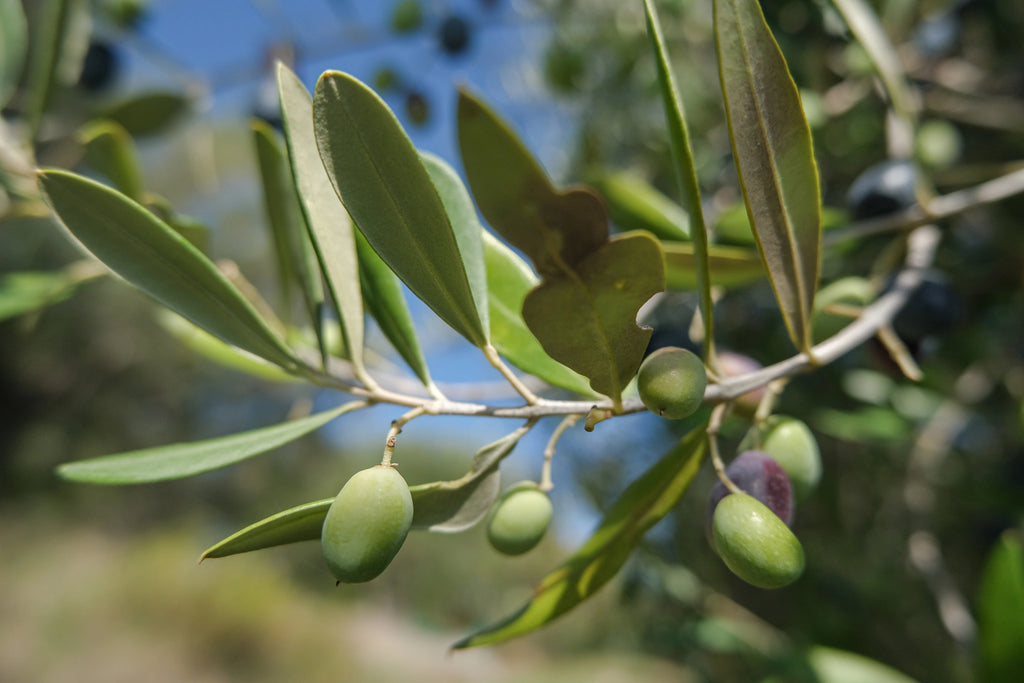 Olive Leaf Extract